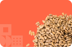 Seeds